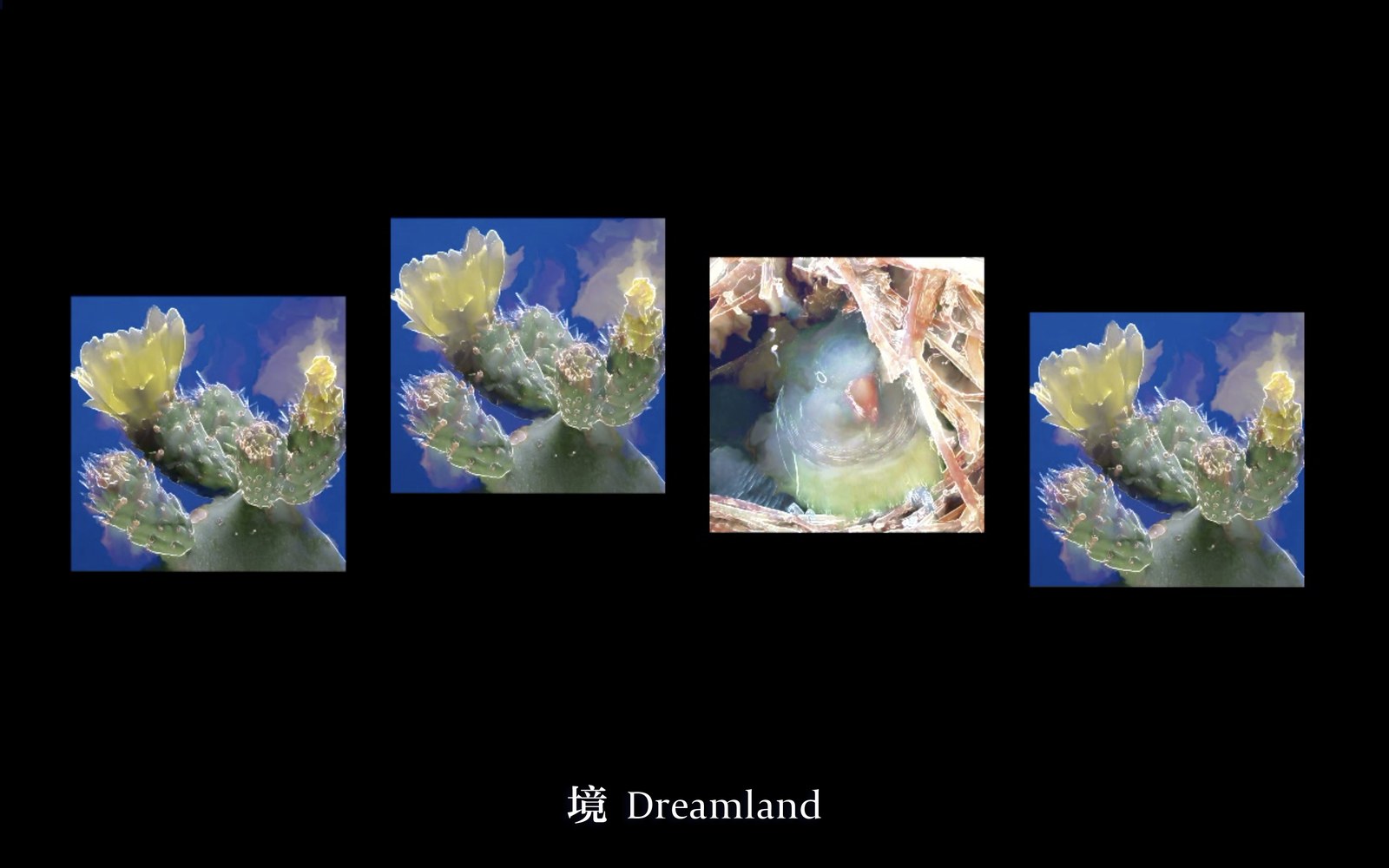 Dreamland — zLiii — 作品图 5